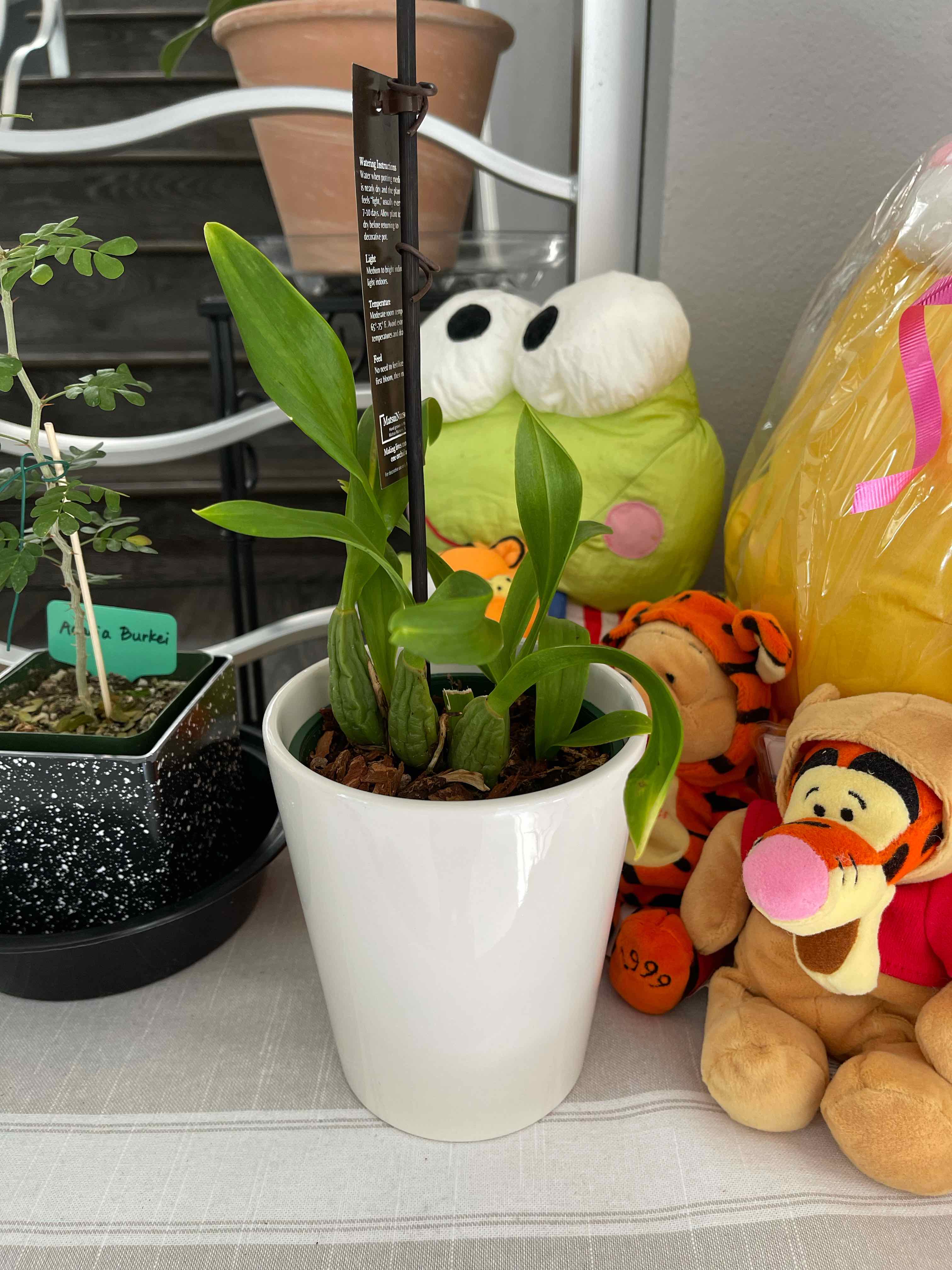 Dancing-Lady Orchid in a white pot with green leaves, surrounded by stuffed toys and other plants.