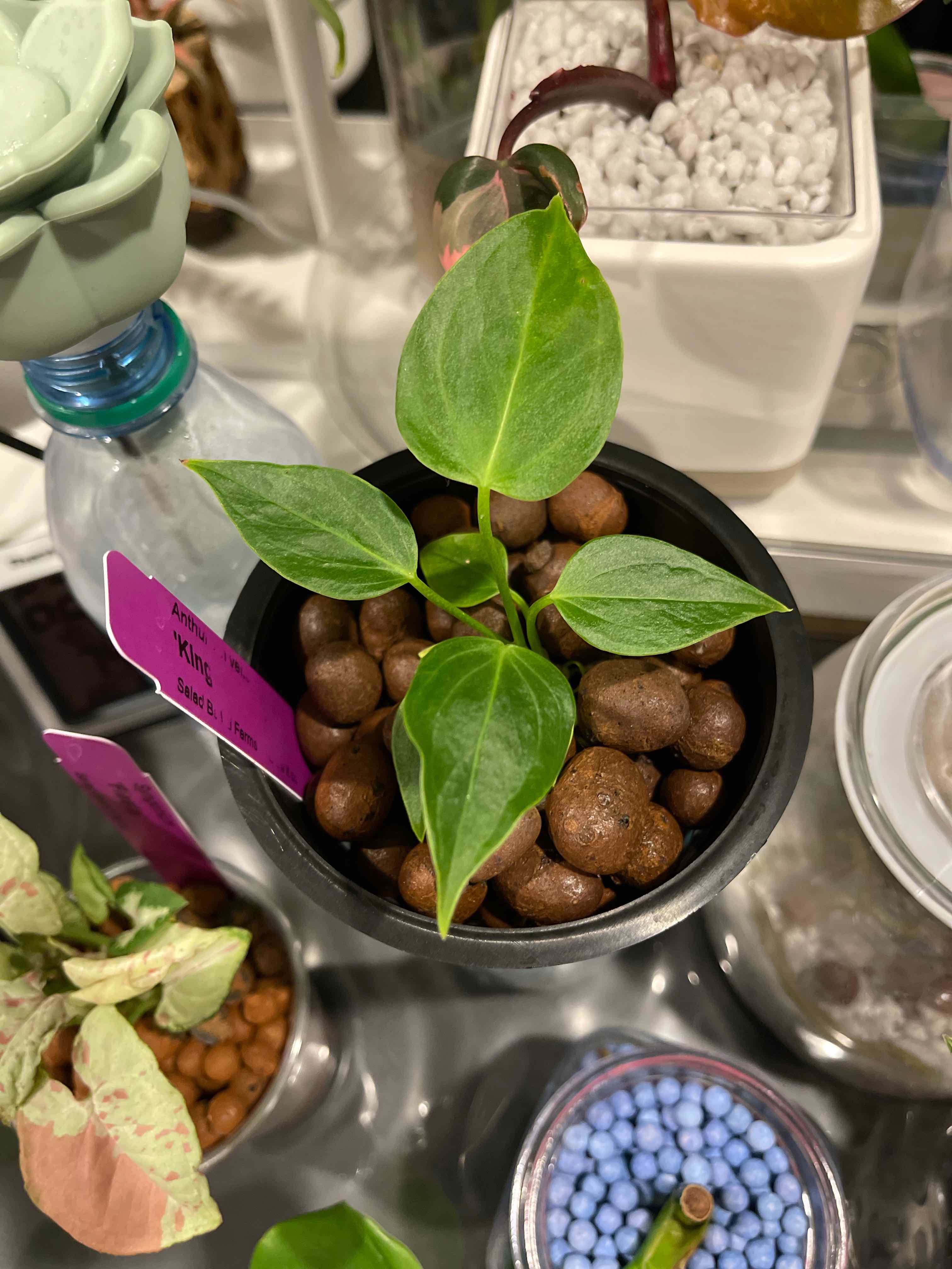 A healthy Anthurium veitchii plant in a pot with clay pebbles, surrounded by other plants.