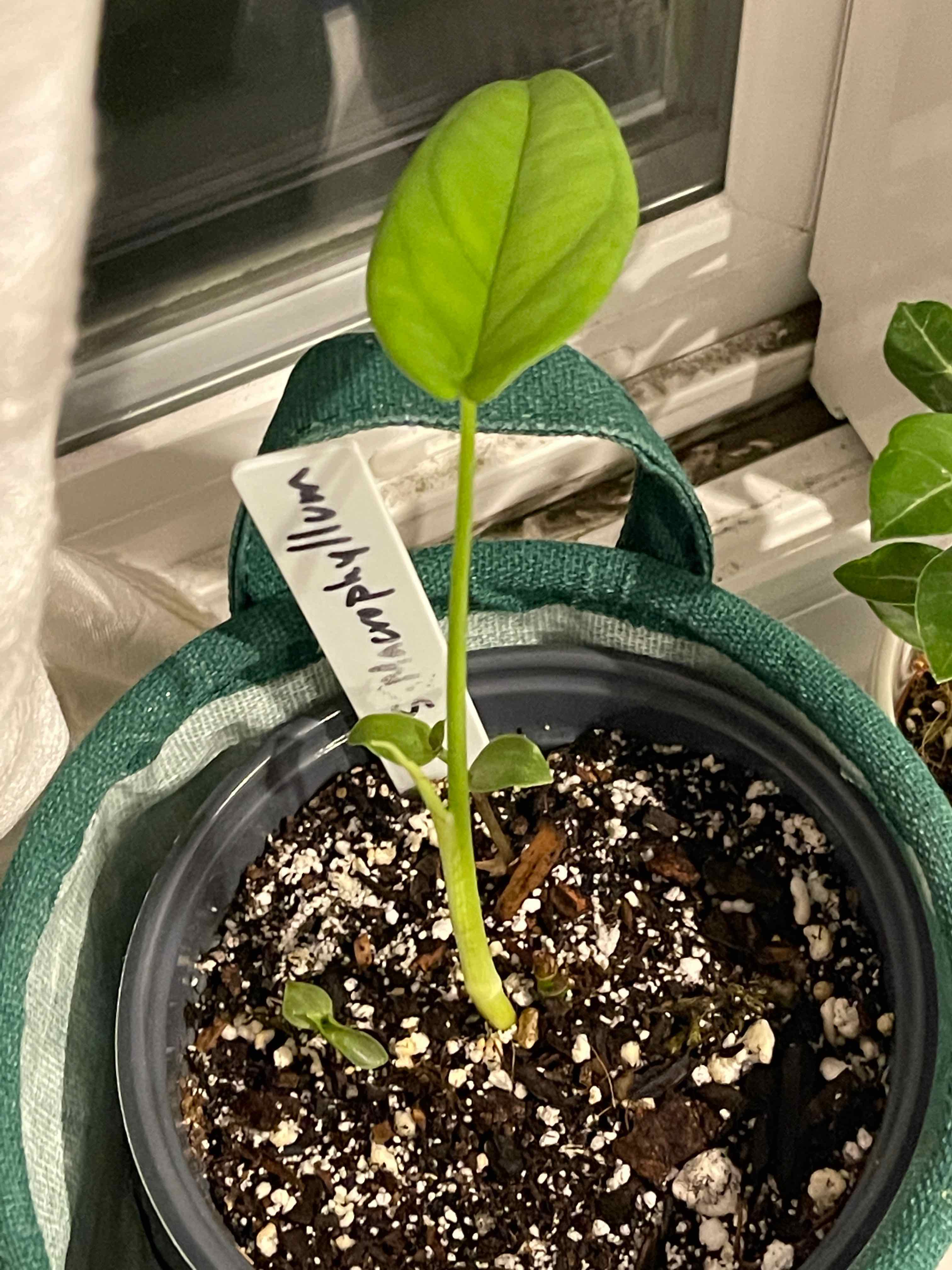 Young Syngonium chiapense plant in a pot with visible soil, healthy leaves.