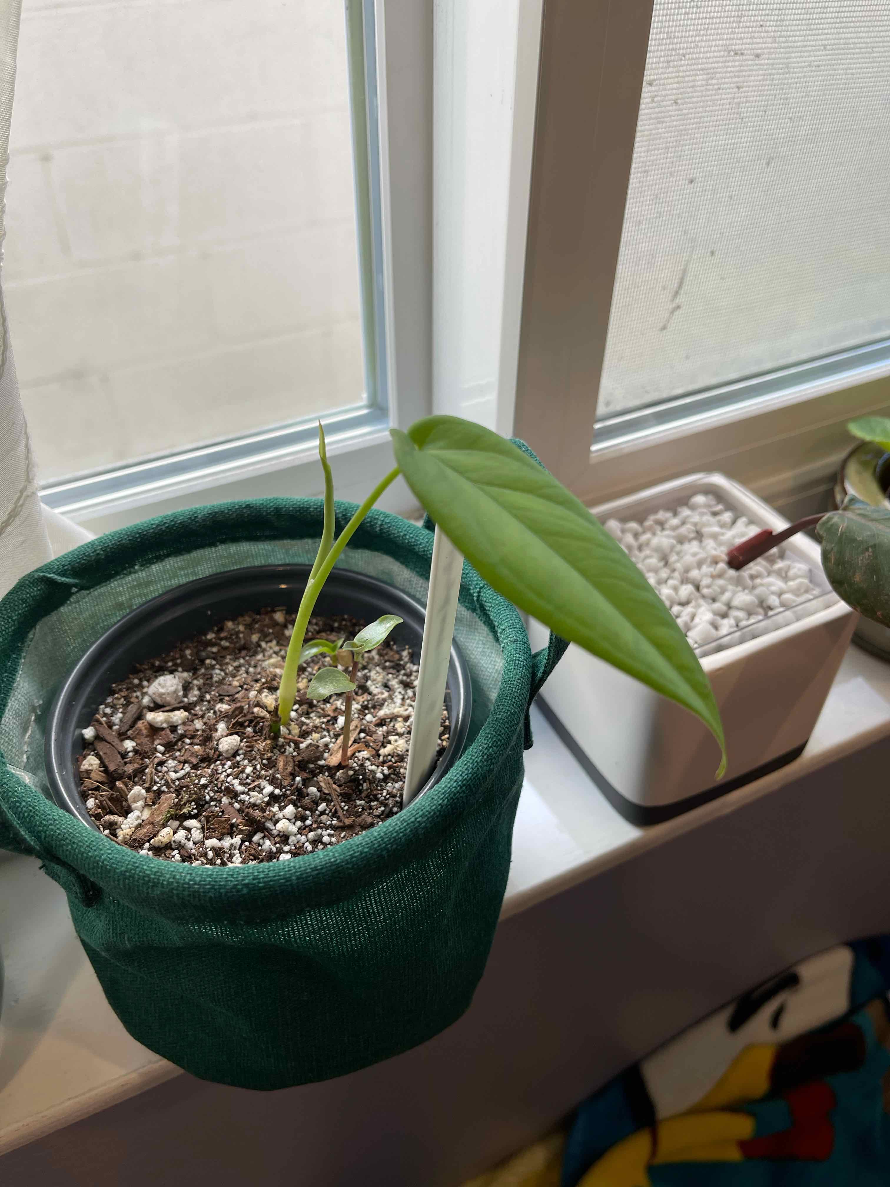 Potted Syngonium chiapense plant near a window with visible soil and green leaves.