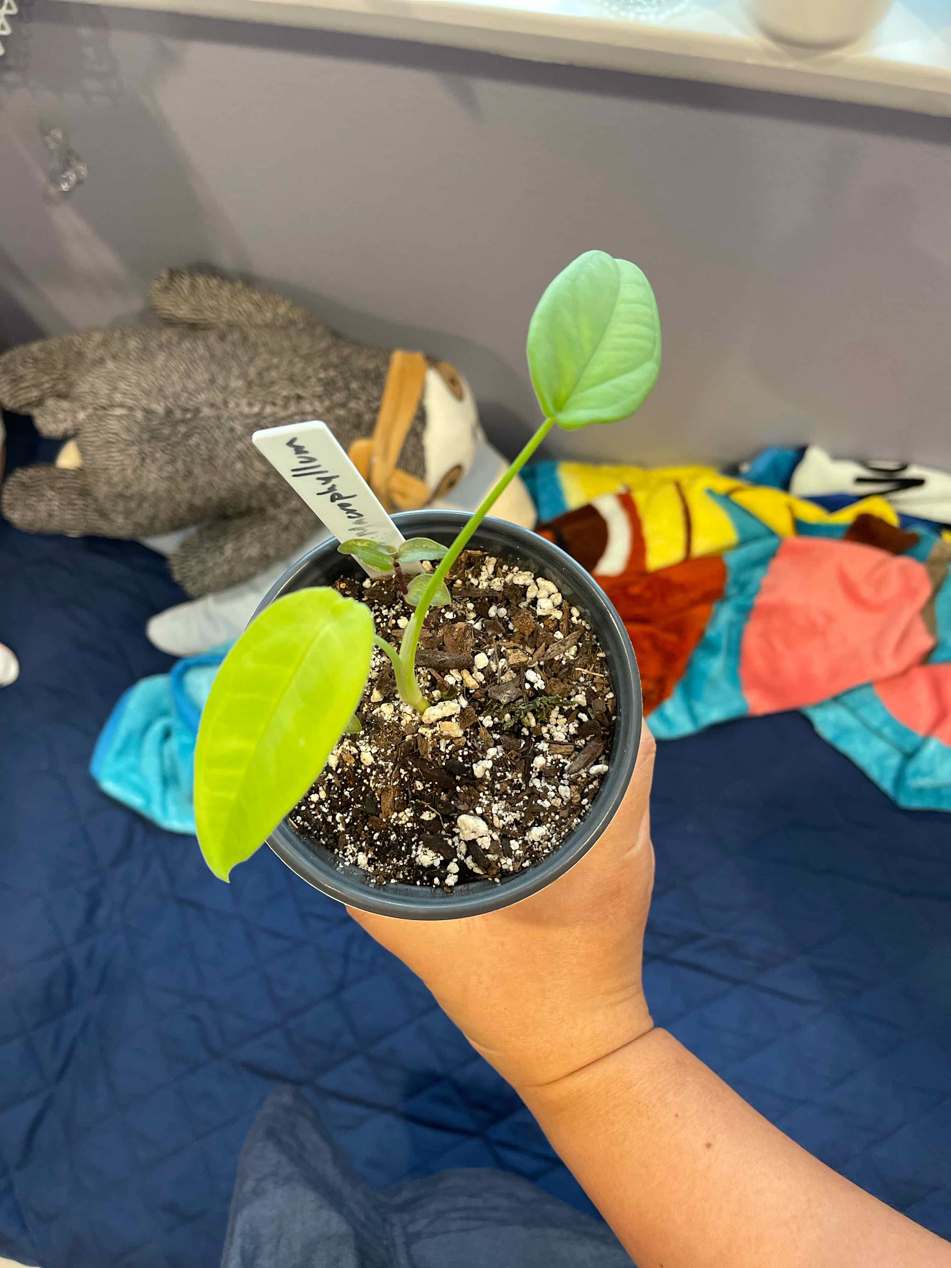 A healthy Syngonium chiapense plant in a pot, held by a hand with visible soil.