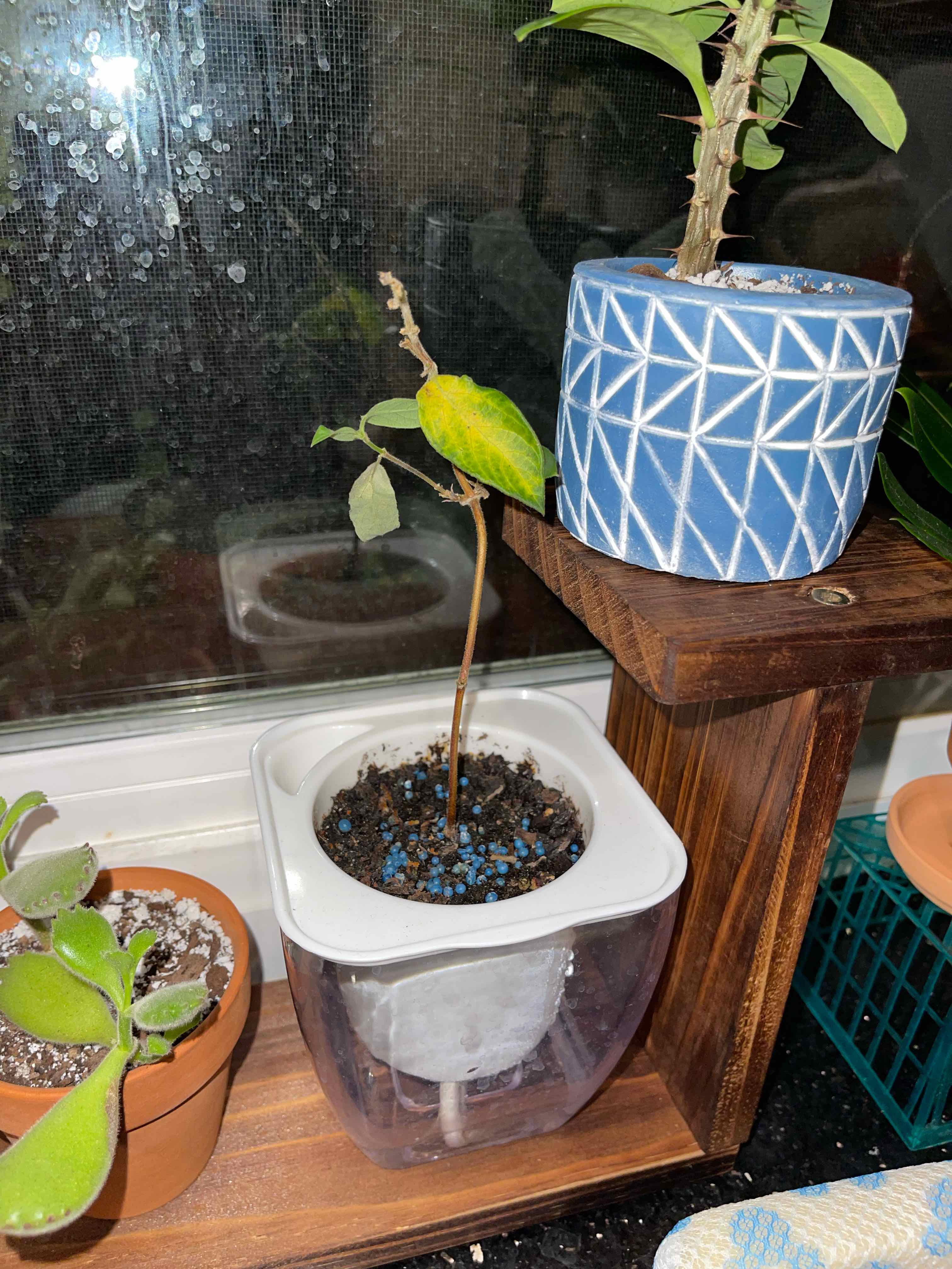 Potted Coral Honeysuckle plant with yellowing leaf on a wooden shelf near a window.
