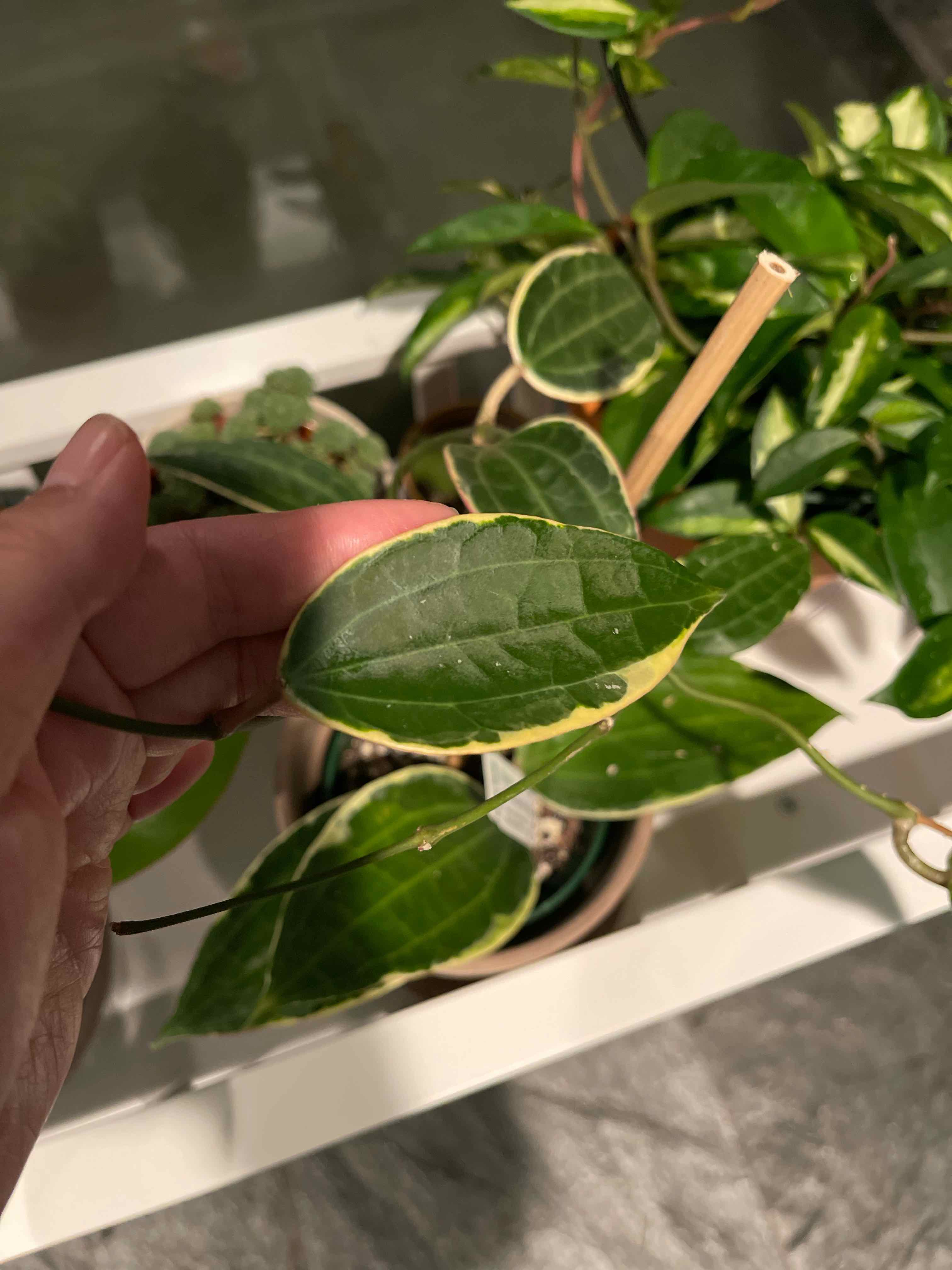 Hoya macrophylla 'Albomarginata' plant with variegated leaves, held by a hand.