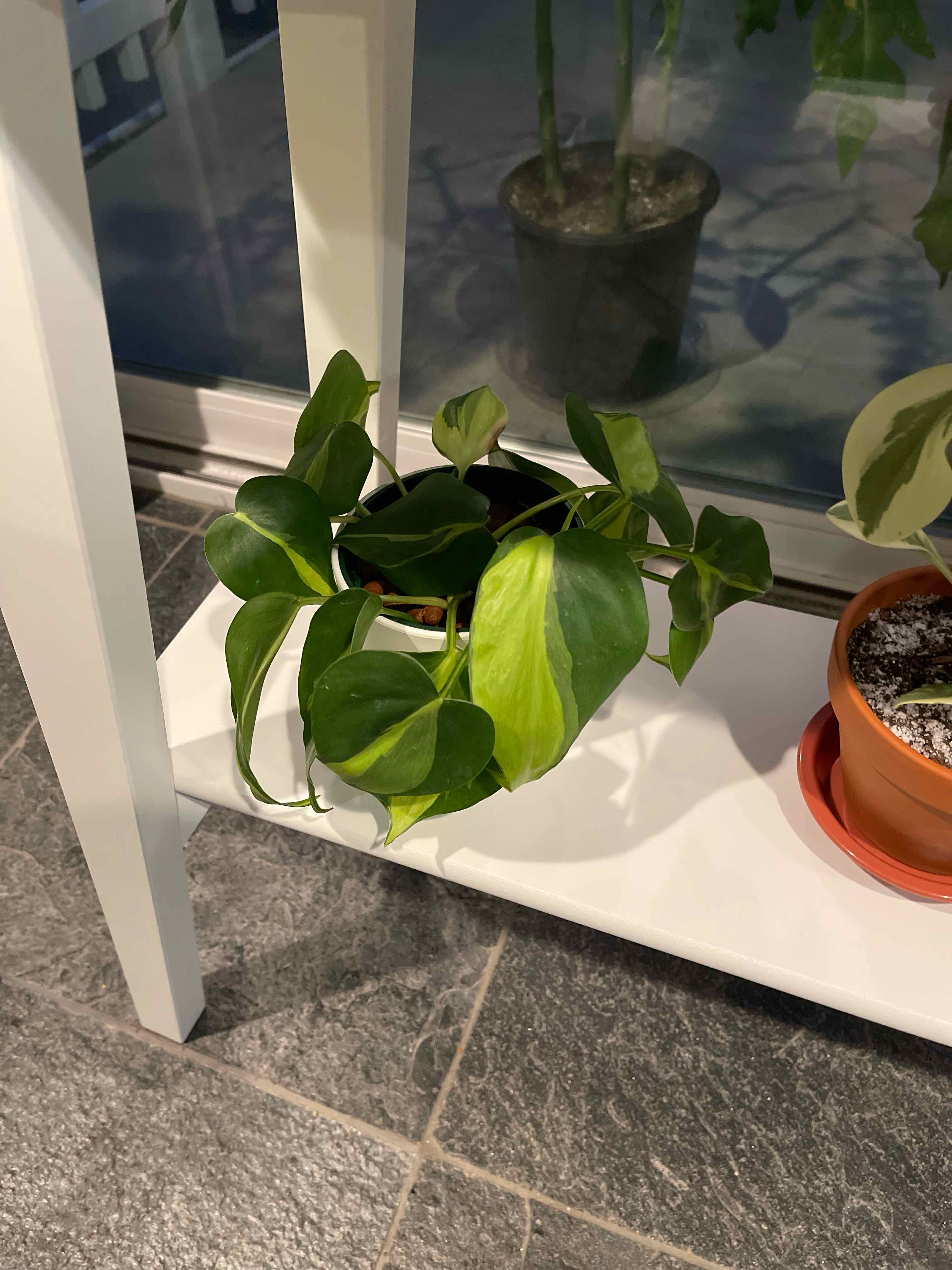 Philodendron 'Rio' plant on a white shelf with healthy green leaves and variegation.