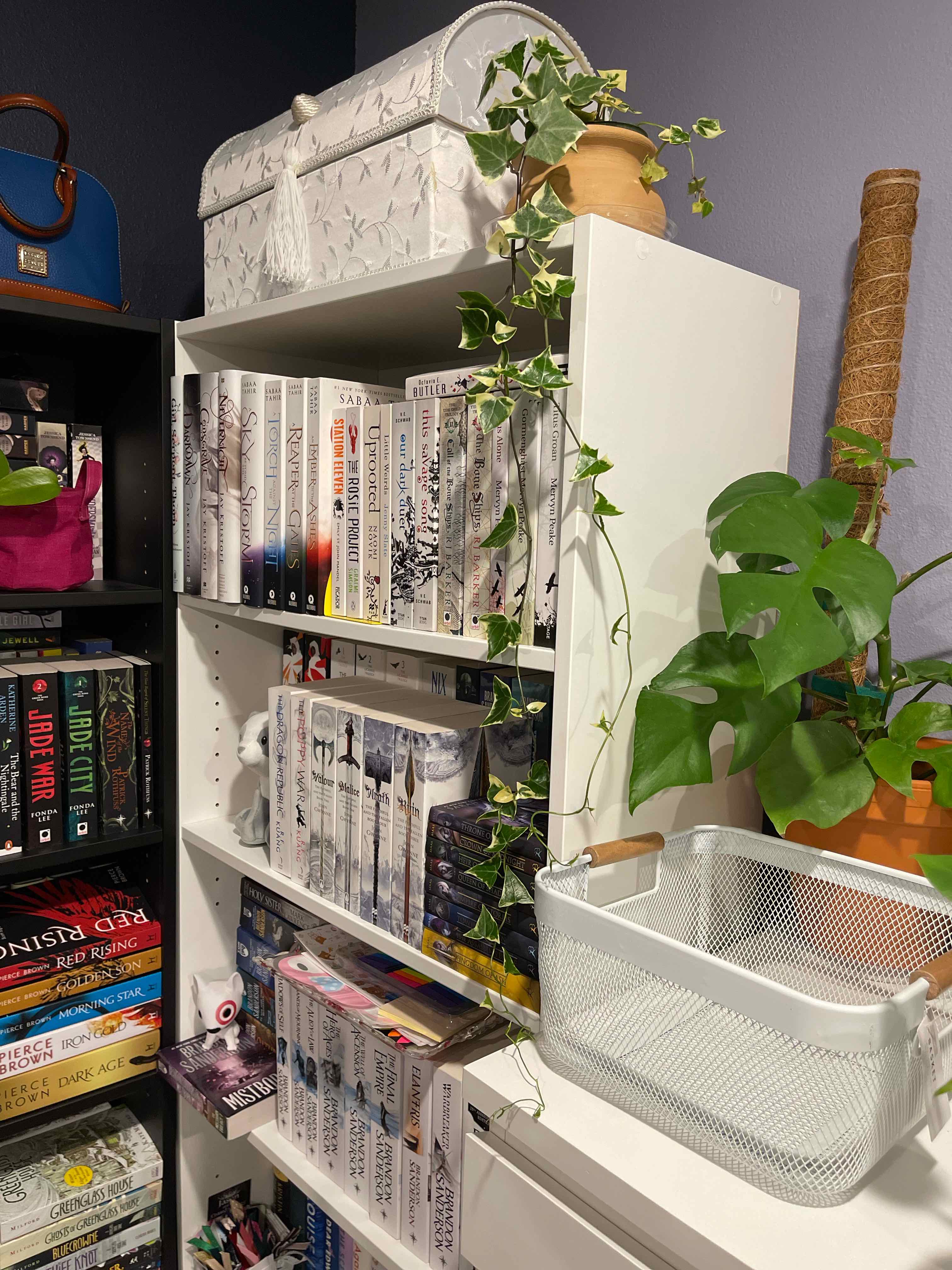 Variegated Wax Ivy trailing down a white bookshelf with vibrant green and white leaves.
