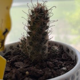 Photo of the plant species Fish Hook Cactus by @ZanyCanarianivy named Willow on Greg, the plant care app