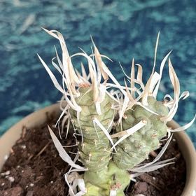Photo of the plant species White Paper Spine Cactus by @ZanyCanarianivy named Paper on Greg, the plant care app
