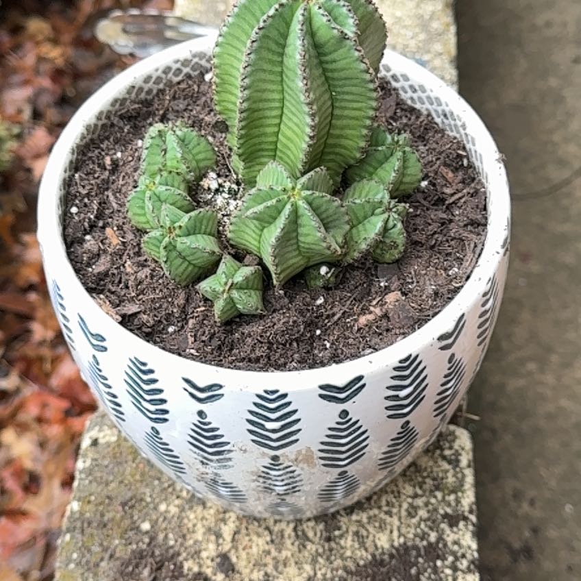 Photo of the plant species African Milk Barrel 'Alba' by @ZanyCanarianivy named O milk barrel on Greg, the plant care app