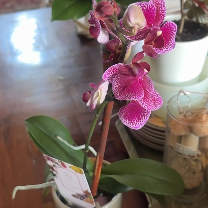 Photo of the plant species Fairy Slipper Orchid by @RootedMira88 named Kendall on Greg, the plant care app