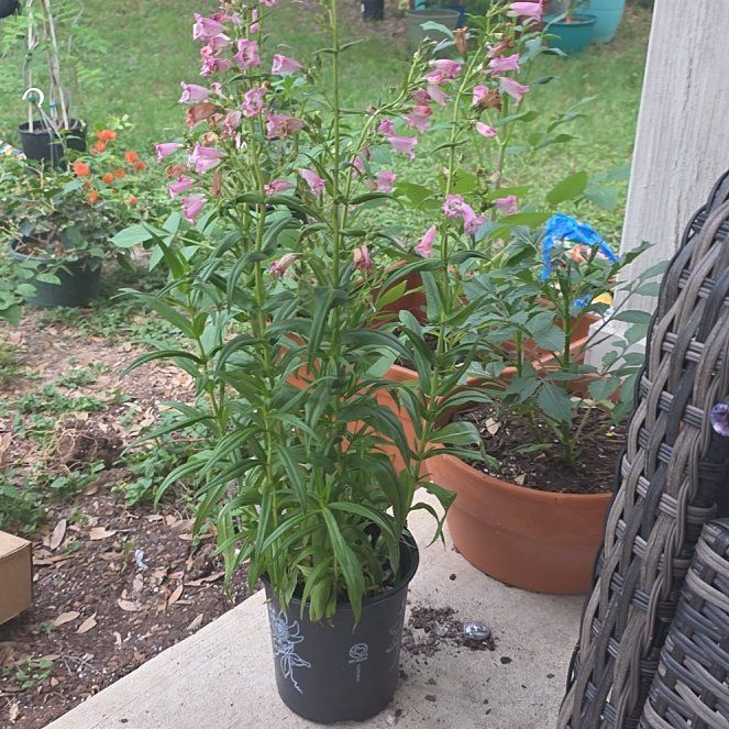 Photo of the plant species Penstemon 'Flock of Flamingos' by @RuggedFantasy73 named Sonora on Greg, the plant care app