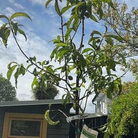 Photo of the plant species Snow Queen Nectarine by @DeliberateBroom named Willow on Greg, the plant care app