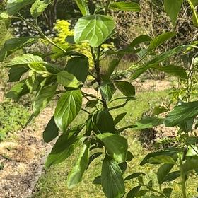 Photo of the plant species European Plum 'Joganta' by @DeliberateBroom named Drake on Greg, the plant care app