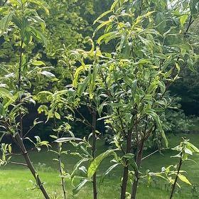Photo of the plant species Shiro Plum by @DeliberateBroom named Osmo on Greg, the plant care app