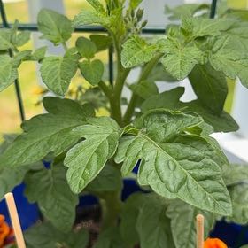 Photo of the plant species Husky Cherry Red Tomato by @MeekOrangegrass named Sahara on Greg, the plant care app
