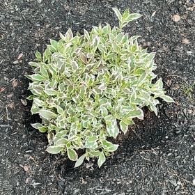Photo of the plant species Weigela florida by @MeekOrangegrass named Bieber on Greg, the plant care app
