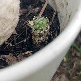 Photo of the plant species Rhinoceros Cactus by @DevelopingLime named Sanders on Greg, the plant care app