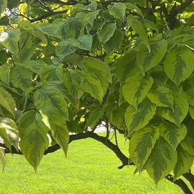 Photo of the plant species Mexican Flowering Dogwood by @DefiantAster86 named Gomez on Greg, the plant care app