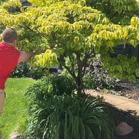 Photo of the plant species Japanese Tree Lilac by @DefiantAster86 named Ulysses S Plant on Greg, the plant care app