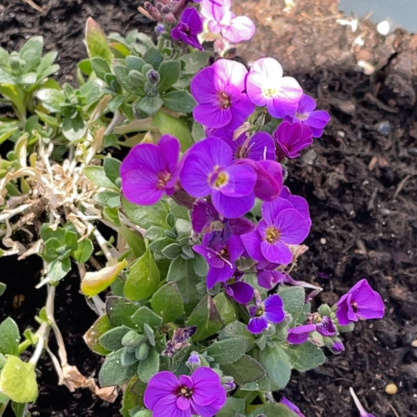 Photo of the plant species Lilacbush by @DisciplePeony83 named Peter Parker on Greg, the plant care app