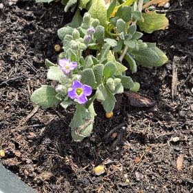 Photo of the plant species Lilacbush by @DisciplePeony83 named Gregarious on Greg, the plant care app