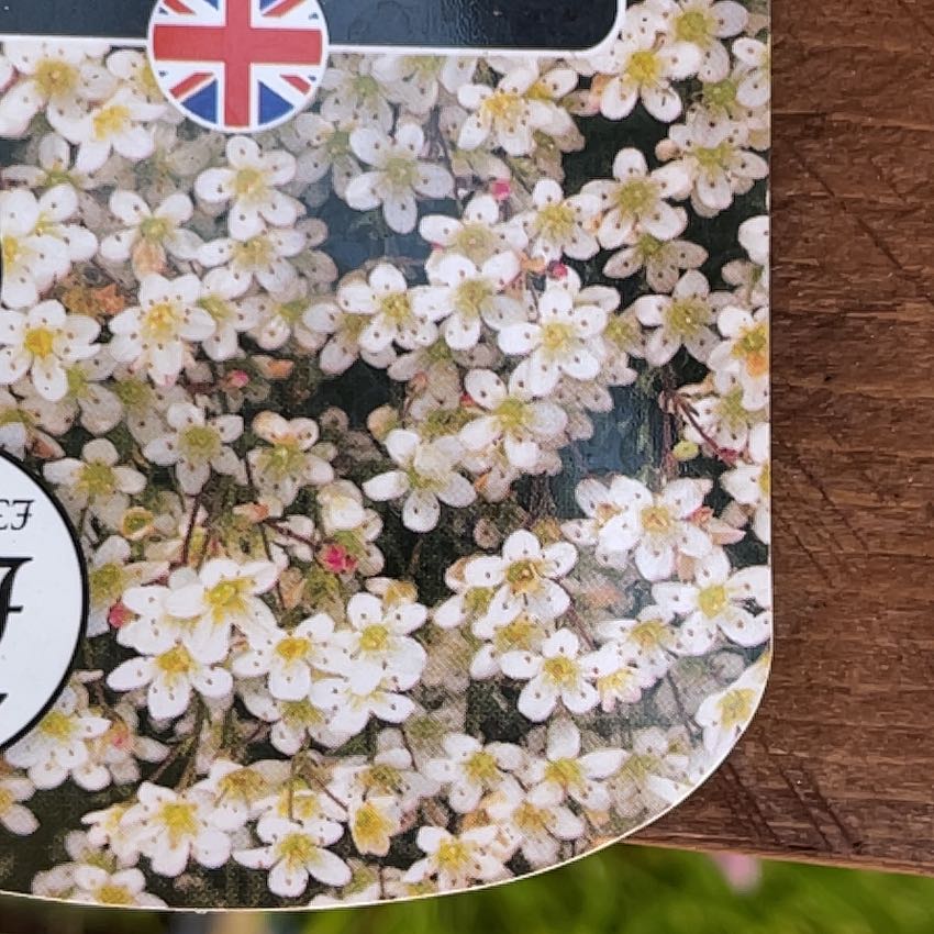 Photo of the plant species Livelong Saxifrage by @DisciplePeony83 named Bigleef Smalls on Greg, the plant care app