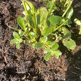 Photo of the plant species Coast Rock Cress by @DisciplePeony83 named Khaleesi on Greg, the plant care app