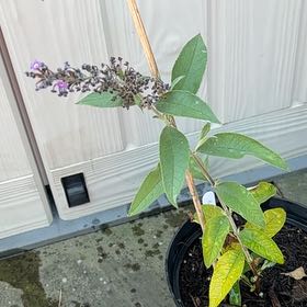 Photo of the plant species Butterfly Bush by @DisciplePeony83 named Orlando Bloom on Greg, the plant care app