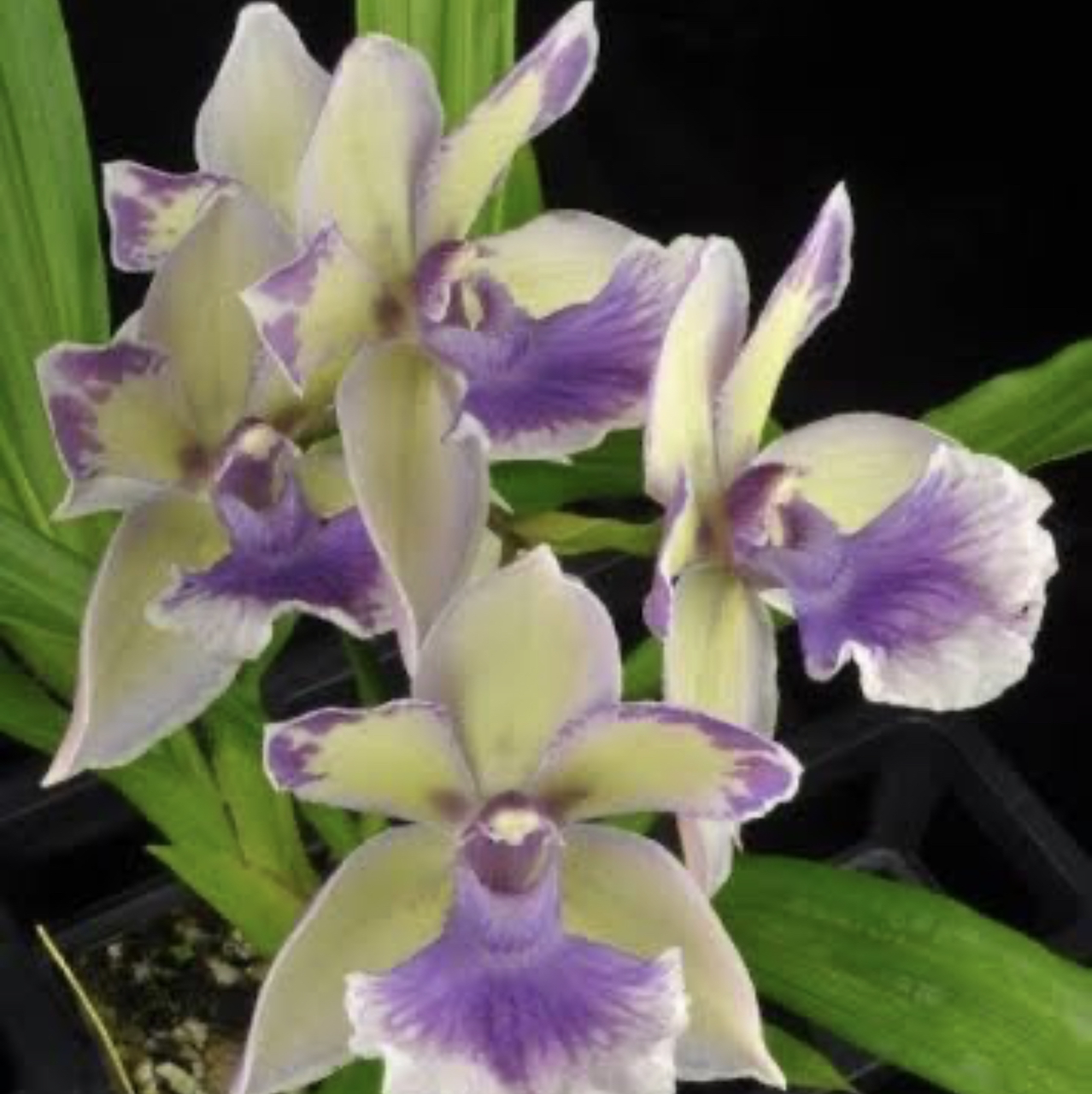 Plant care for Zygonisia 'Pololei Surprise' on Greg, the plant care app