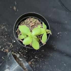 Photo of the plant species Crassula platyphylla 'minima' by @1292j named Baesil on Greg, the plant care app