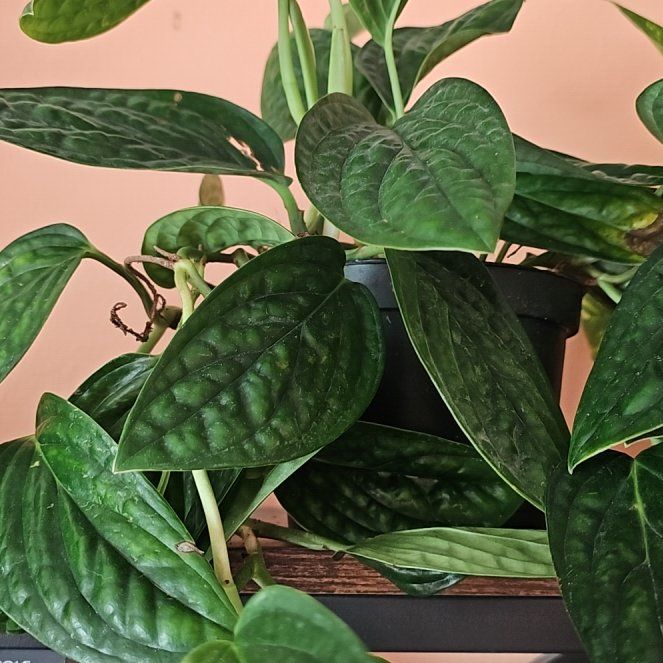 Photo of the plant species Mostera Peru by @ArdentEarthball named Kardashian on Greg, the plant care app