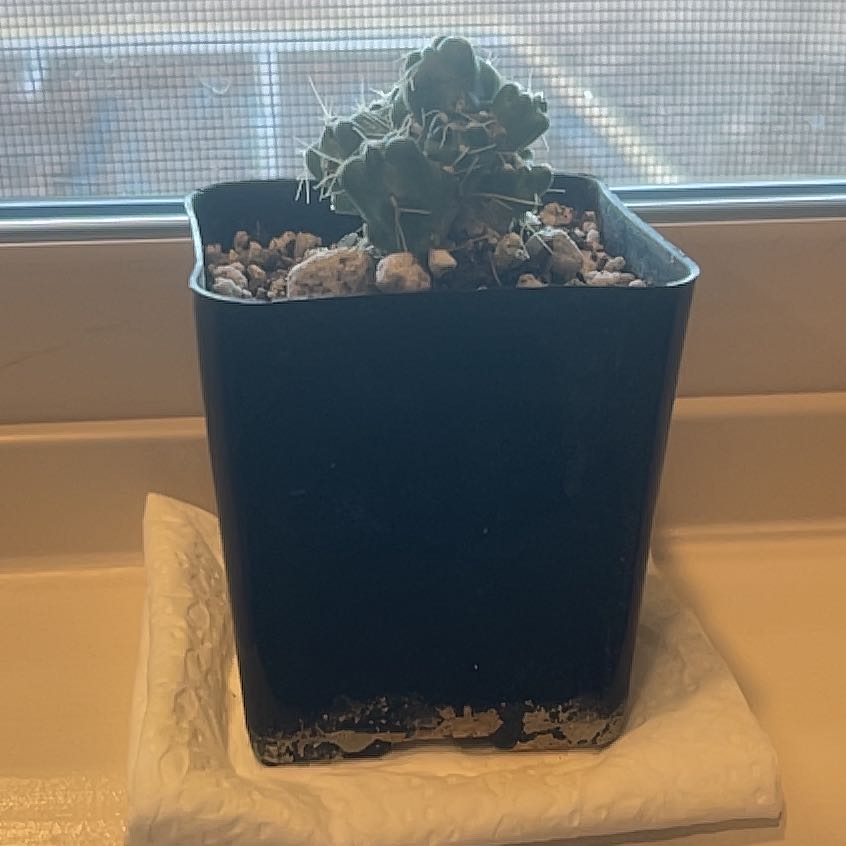 Photo of the plant species Puna by @SaluteFlax65 named Harmony on Greg, the plant care app