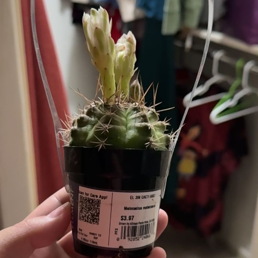 Photo of the plant species Melon cactus by @DaringlyHemlock named Robert Plant on Greg, the plant care app
