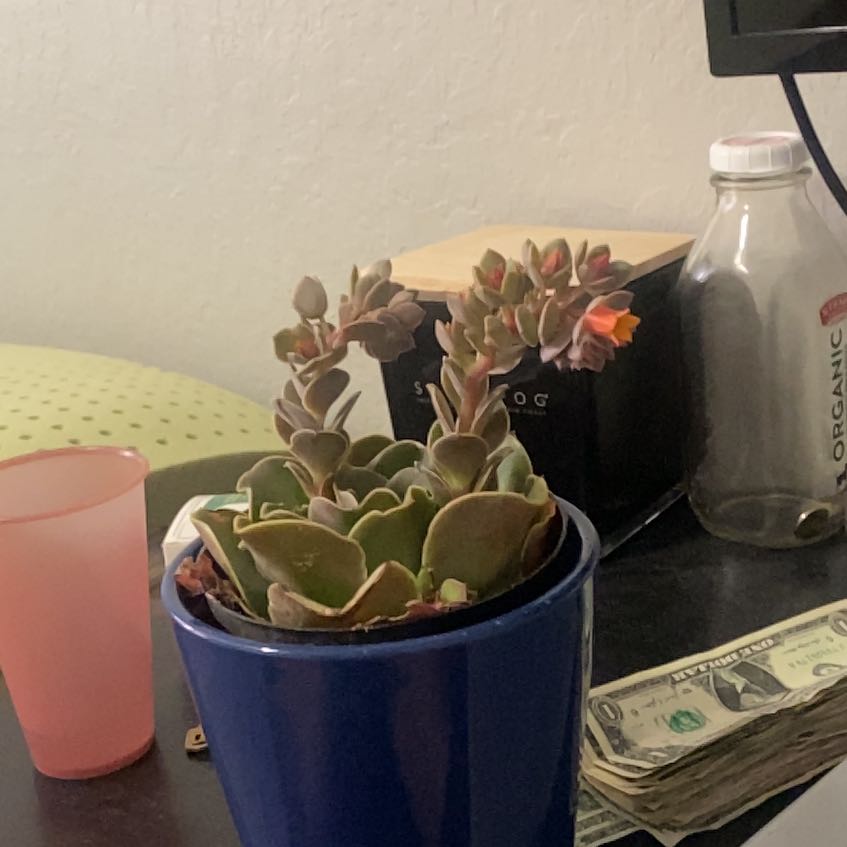 Photo of the plant species Echeveria 'Fireglow' by @JocularOmnom54 named Emerson on Greg, the plant care app