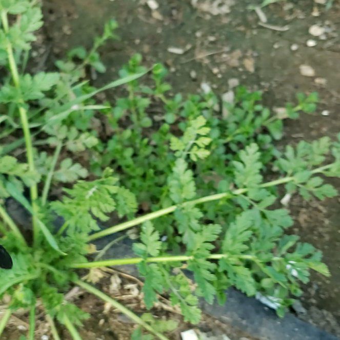 Photo of the plant species Water Dropwort by @CuteBushhoya72 named Harry on Greg, the plant care app