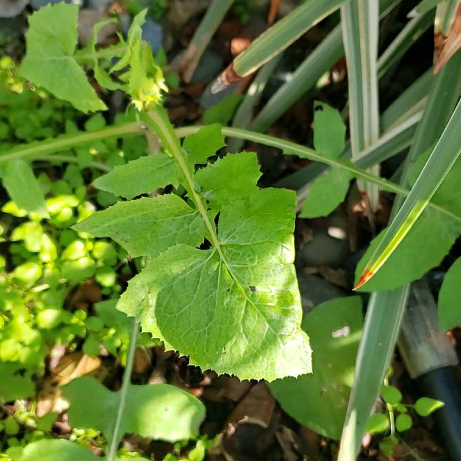 Photo of the plant species Common Sowthistle by @CuteBushhoya72 named Messi on Greg, the plant care app