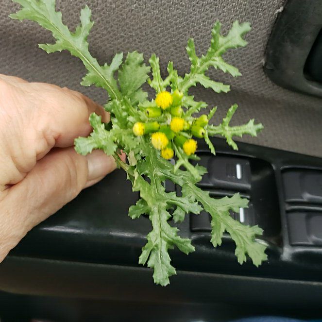 Photo of the plant species Groundsel by @CuteBushhoya72 named Navajo on Greg, the plant care app