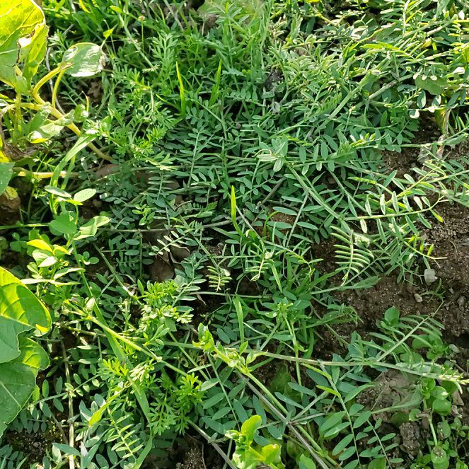 Photo of the plant species Tufted Vetch by @CuteBushhoya72 named Miley on Greg, the plant care app