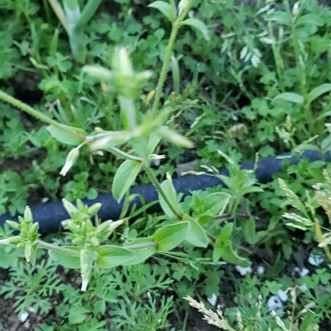 Photo of the plant species Sticky Chickweed by @CuteBushhoya72 named Naomi on Greg, the plant care app