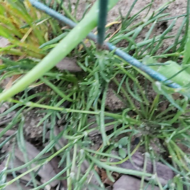 Photo of the plant species Crow Garlic by @CuteBushhoya72 named Gregarious on Greg, the plant care app