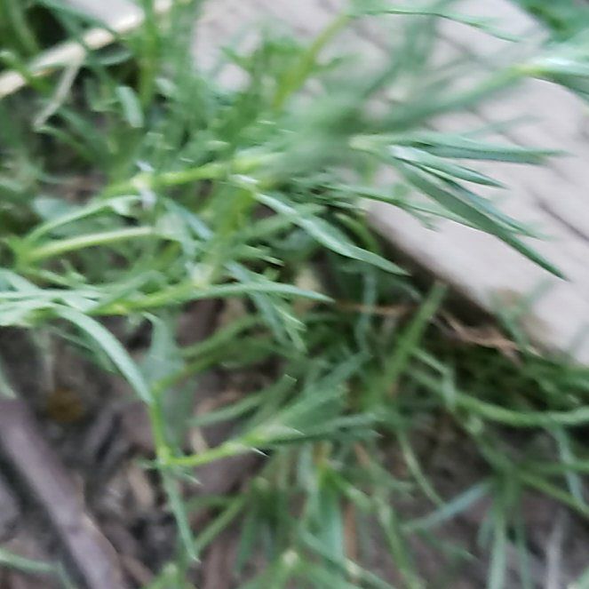 Photo of the plant species Disc Mayweed by @CuteBushhoya72 named Bigleef Smalls on Greg, the plant care app