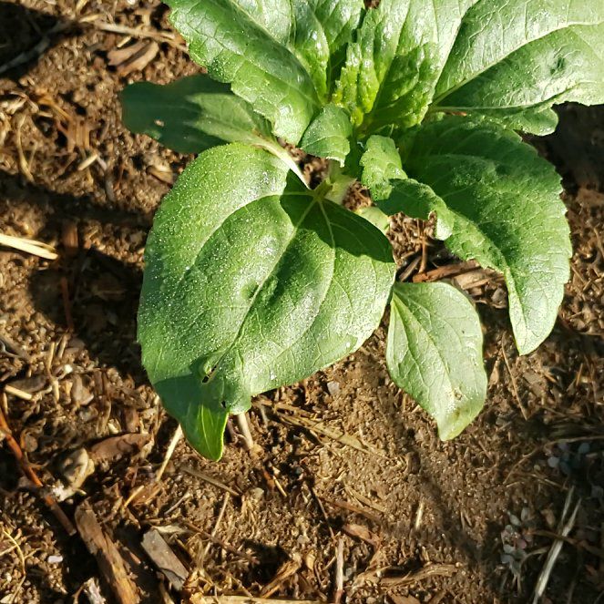 Photo of the plant species Louise's Swallow-Wort by @CuteBushhoya72 named Austen on Greg, the plant care app
