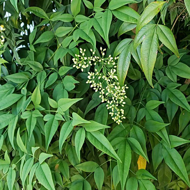 Photo of the plant species Sacred Bamboo by @CuteBushhoya72 named Cleopatra on Greg, the plant care app
