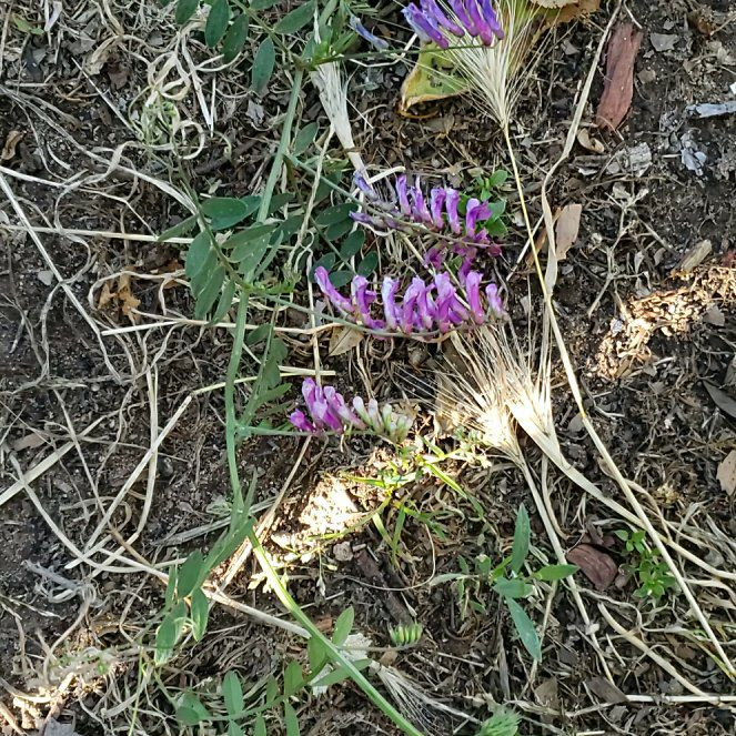 Photo of the plant species Cyclamen by @CuteBushhoya72 named Emerson on Greg, the plant care app