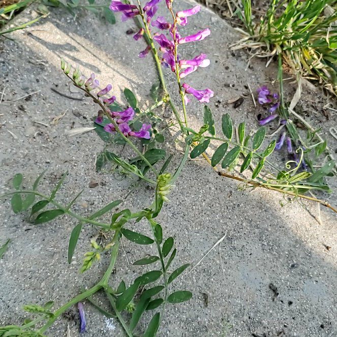 Photo of the plant species Tufted Vetch by @CuteBushhoya72 named McKinley on Greg, the plant care app