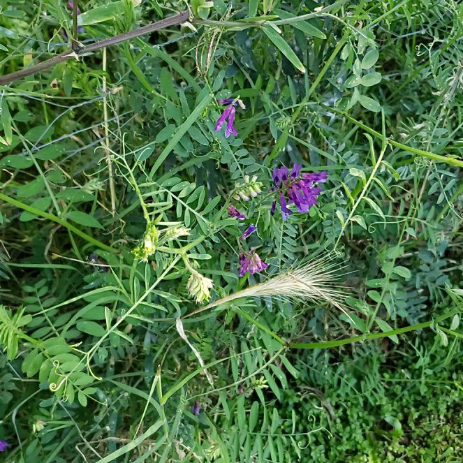Photo of the plant species Tufted Vetch by @CuteBushhoya72 named Willow on Greg, the plant care app