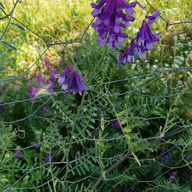 Photo of the plant species Tufted Vetch by @CuteBushhoya72 named Kesha on Greg, the plant care app