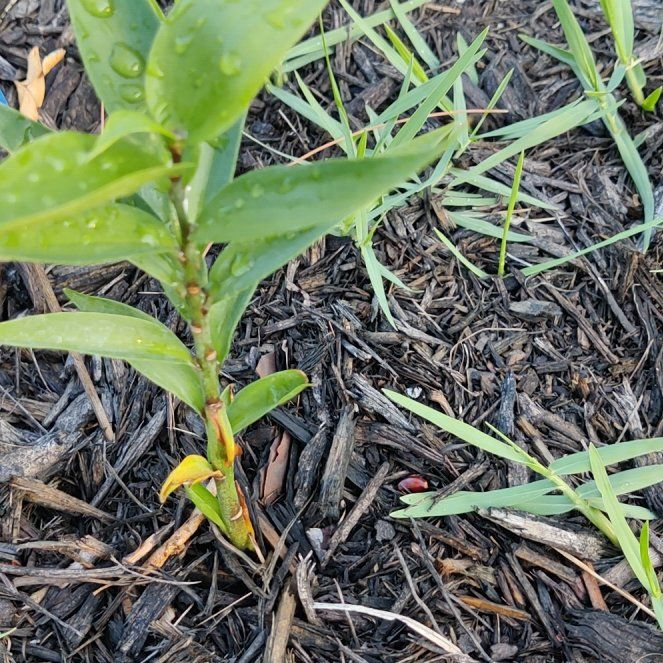 Photo of the plant species False Solomon's Seal by @JuicyMiro52 named Spike Leaves on Greg, the plant care app