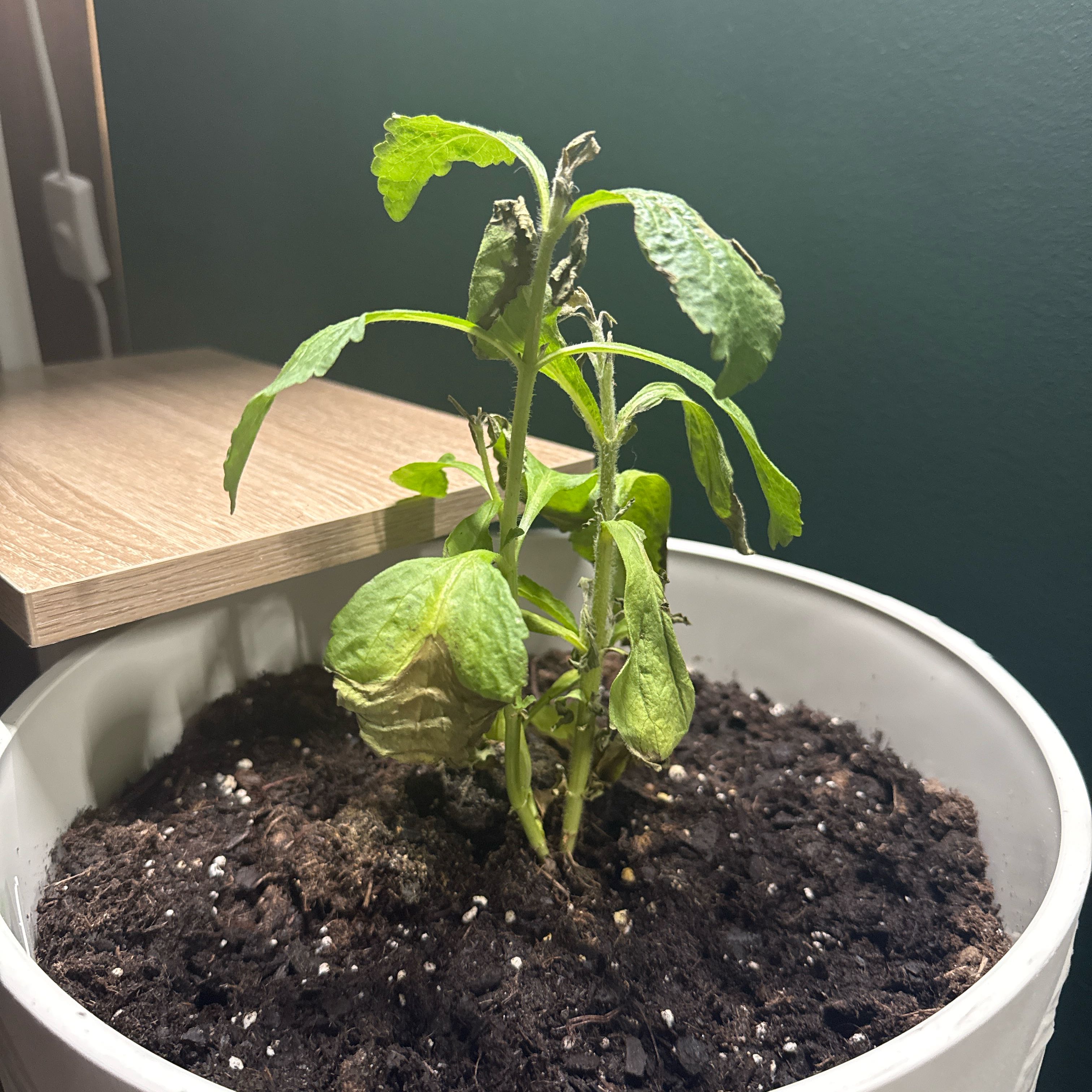 Photo of the plant species Sawtooth Candyleaf by @BetterGinger88 named Achilles on Greg, the plant care app