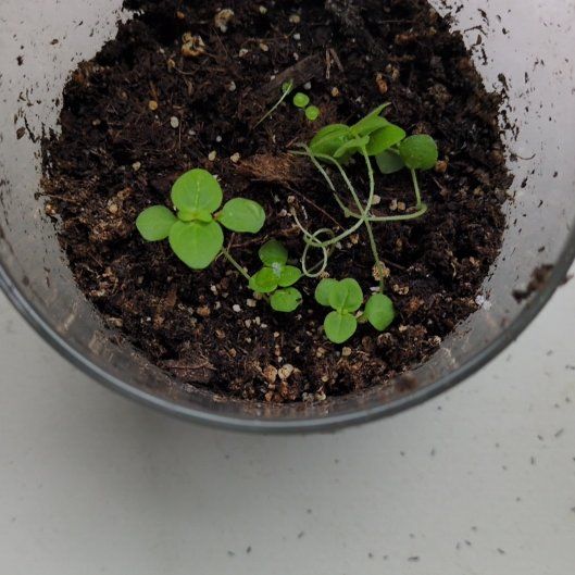 Photo of the plant species Snaptini Yellow Snapdragon by @BlazingBibi54 named Beyonce on Greg, the plant care app