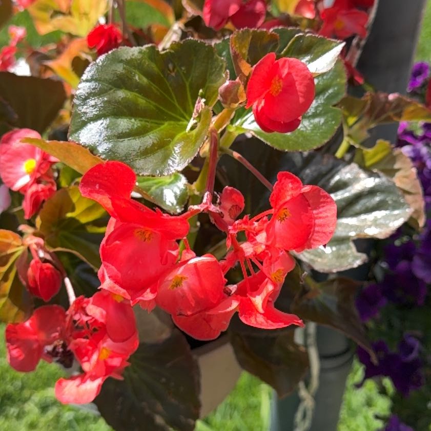 Photo of the plant species Balsam by @PrizeAraceae30 named Shakira on Greg, the plant care app